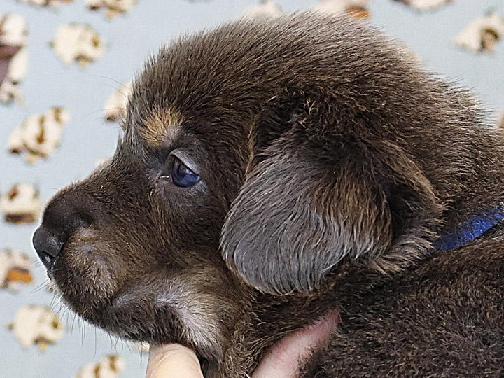 chinook puppy